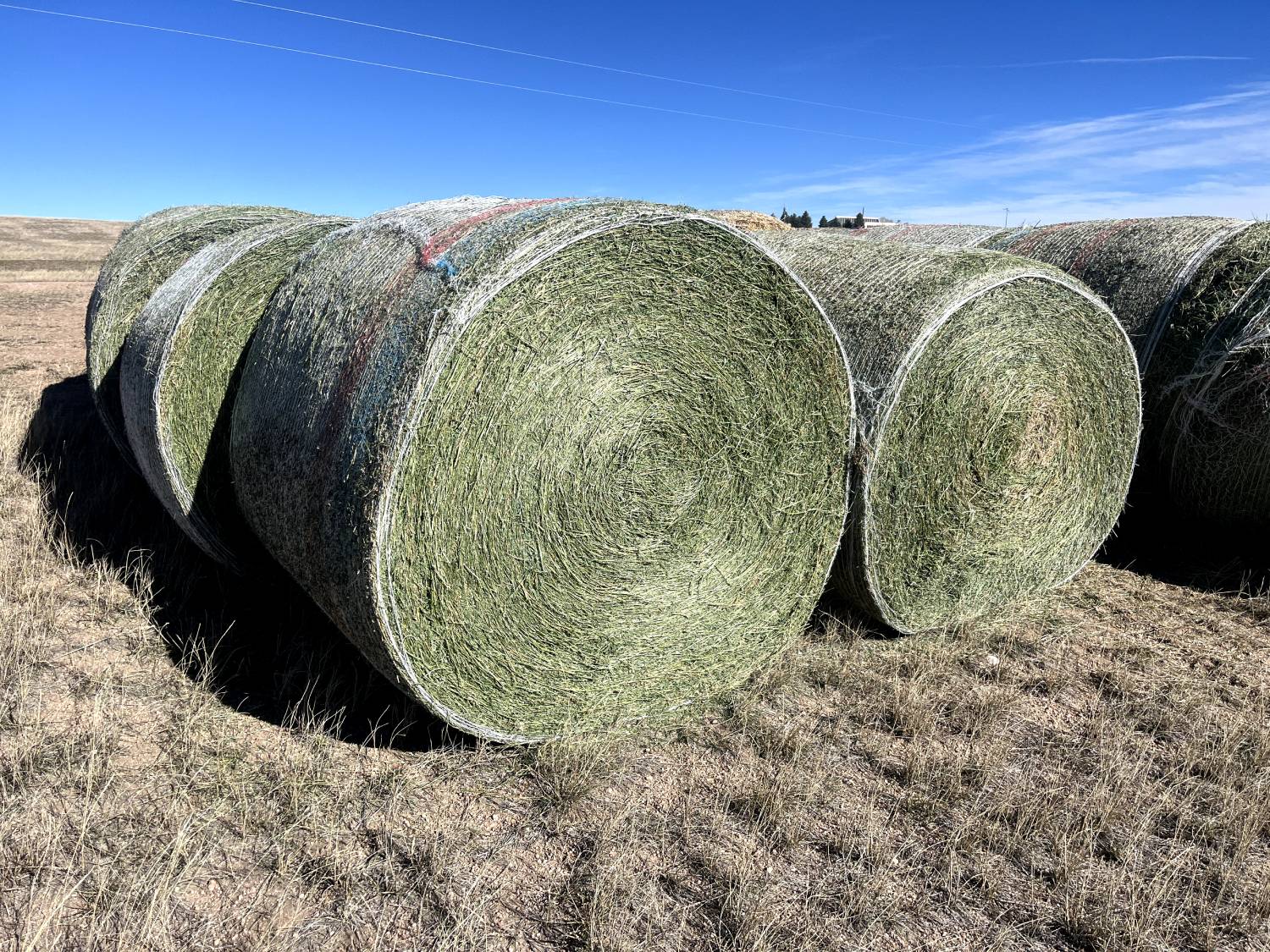 premium hay