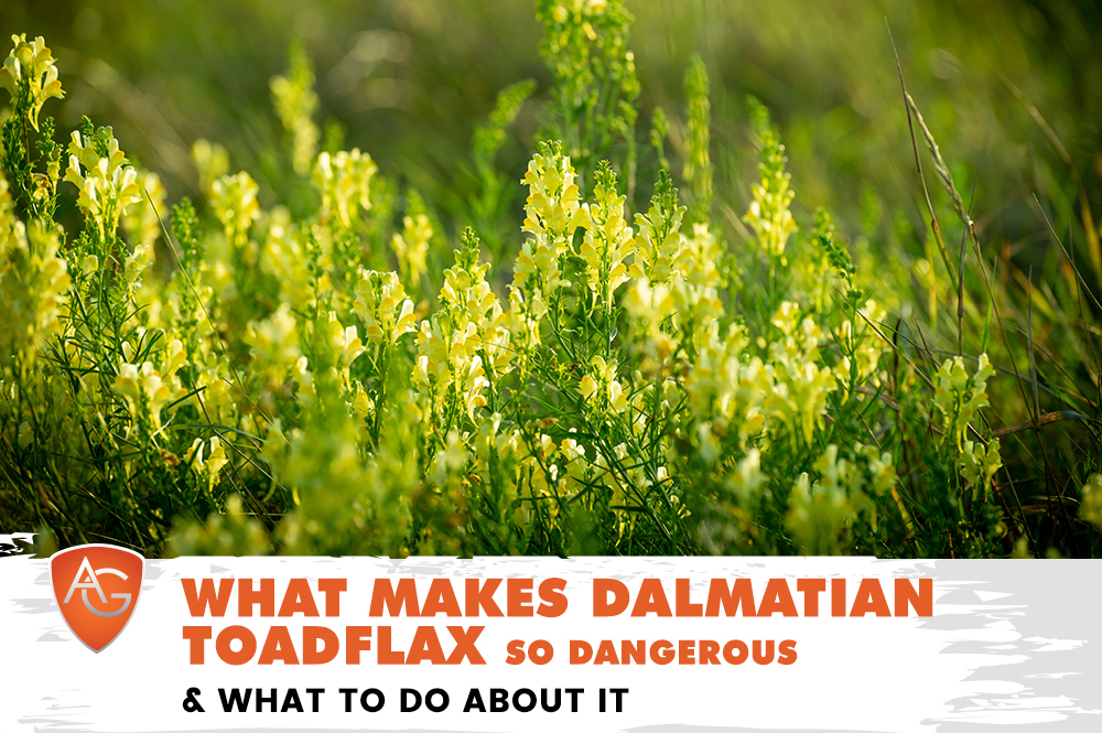 Dalmatian Toadflax