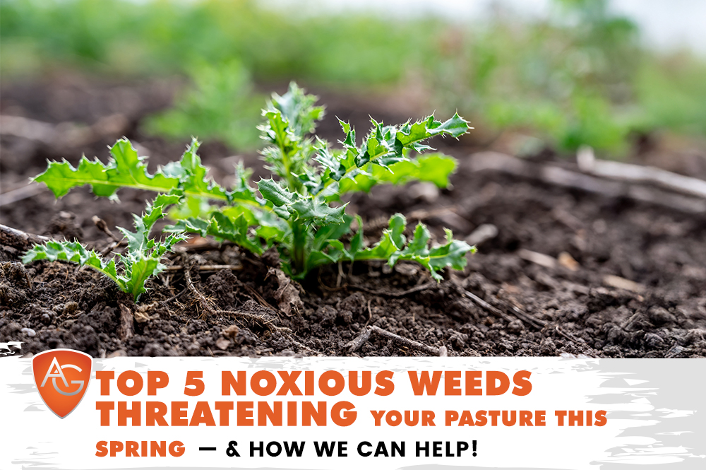 Noxious Weeds