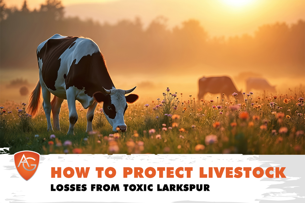 Toxic Larkspur Protect Livestock Losses