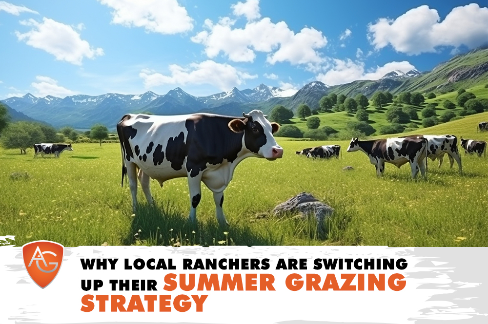 Summer Grazing
