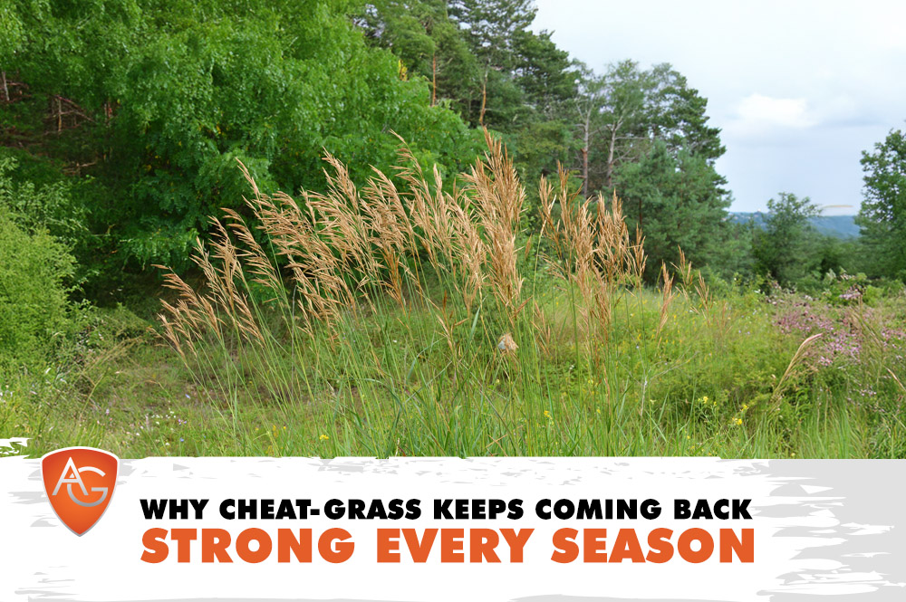 Cheat-Grass