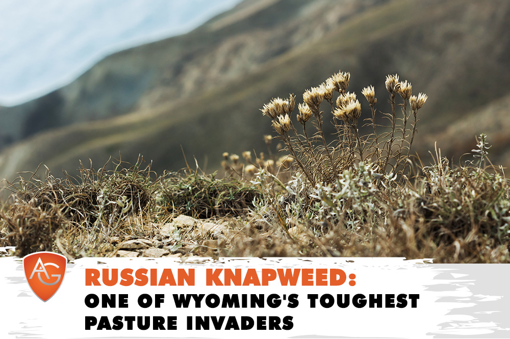 Russian Knapweed