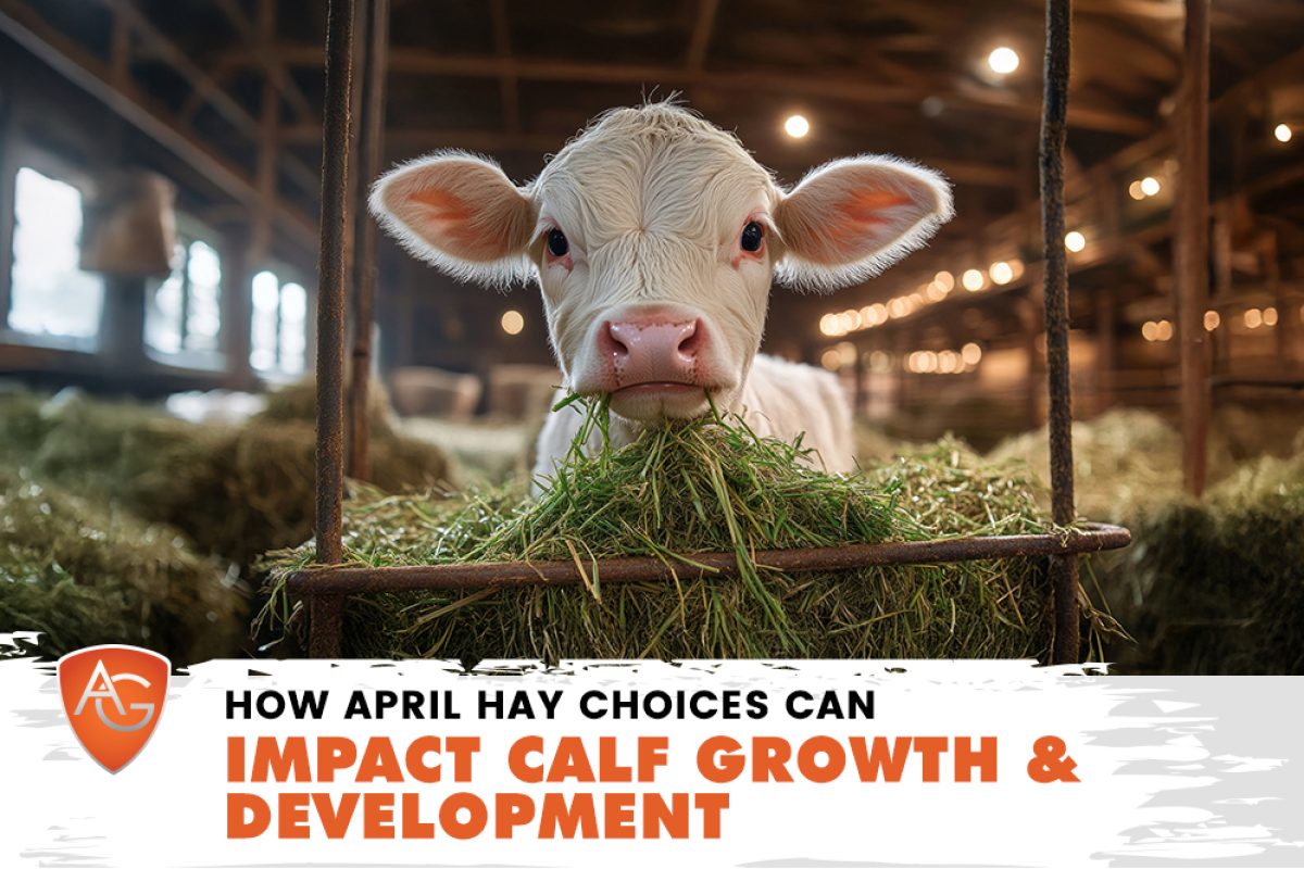 Calf Growth & Development