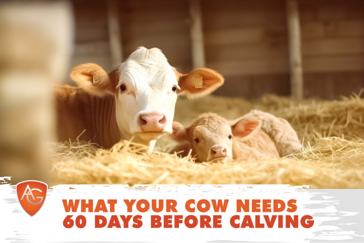 Calving season