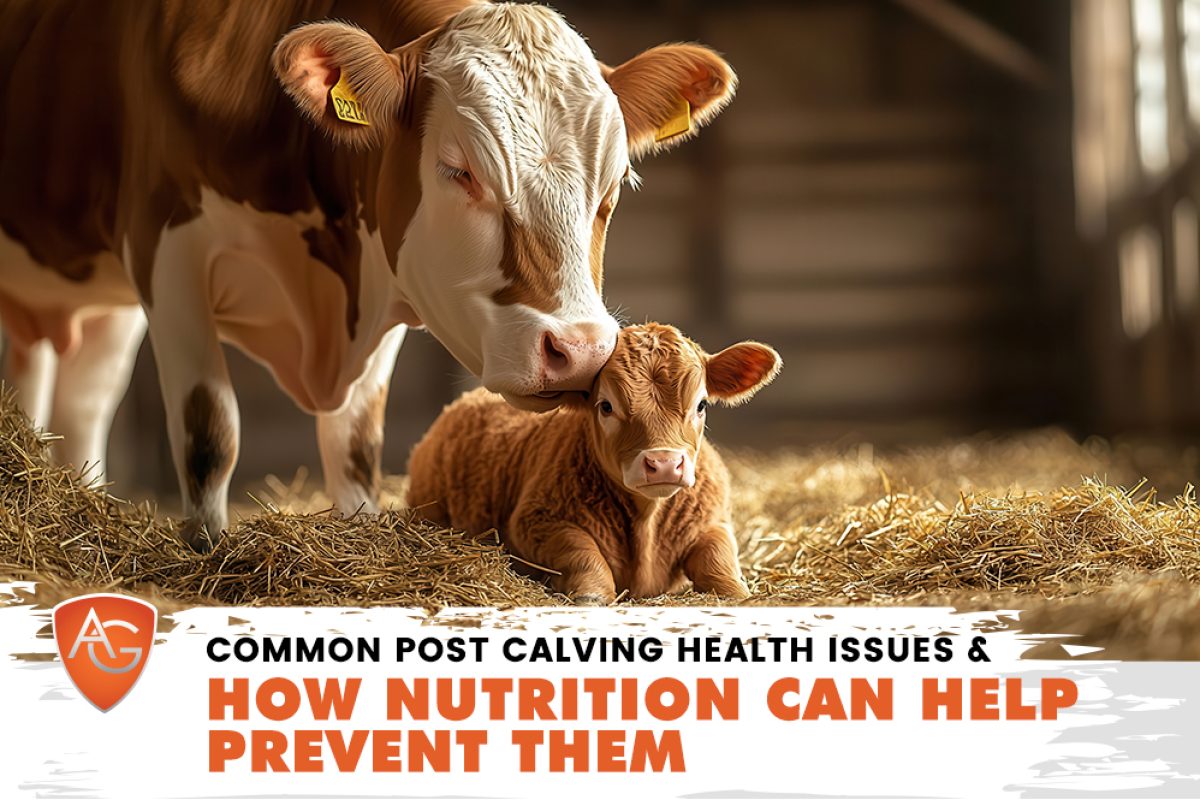 Calving season
