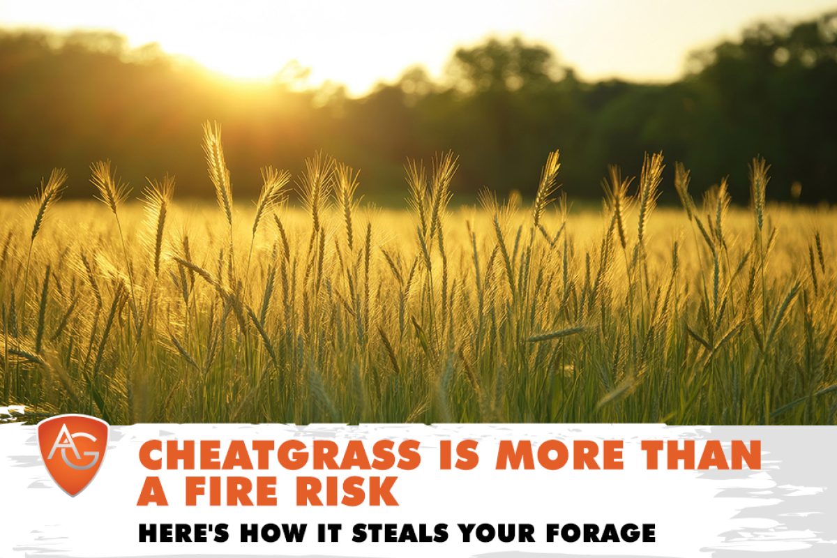 Cheatgrass