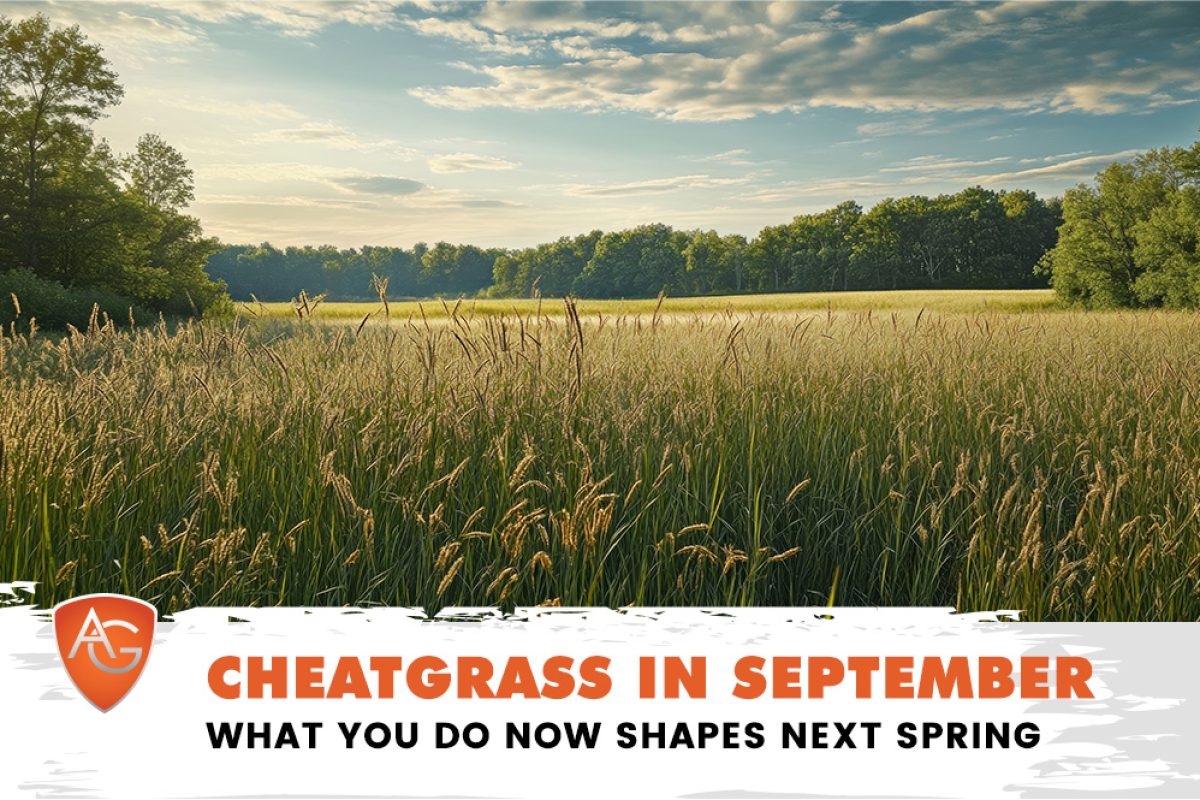 Cheatgrass