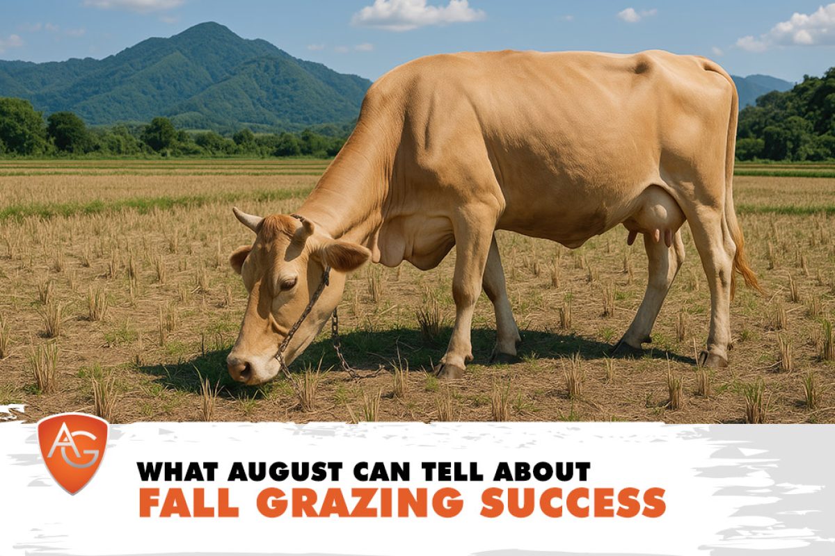 Fall Grazing