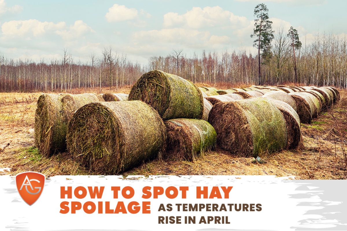 Hay Spoilage