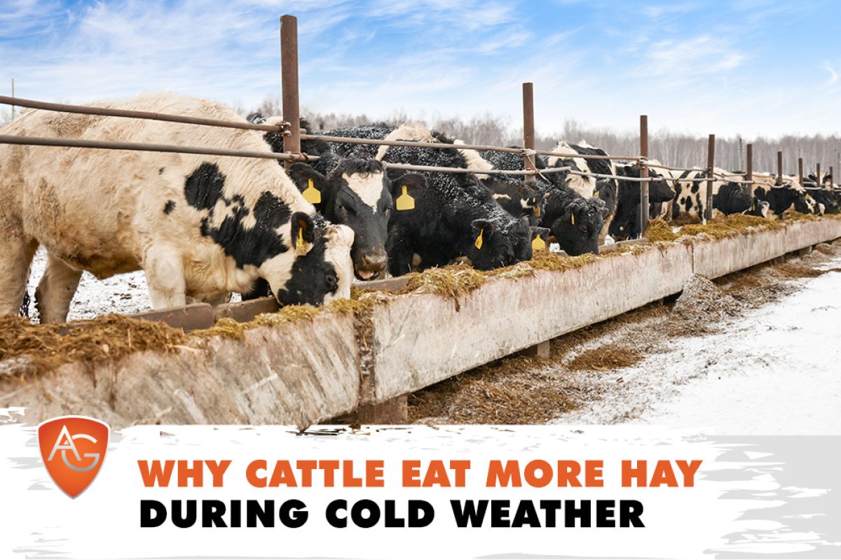 Cattle Hay
