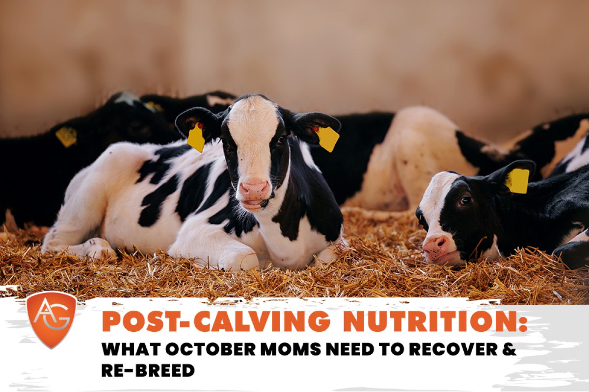 Post-Calving Nutrition