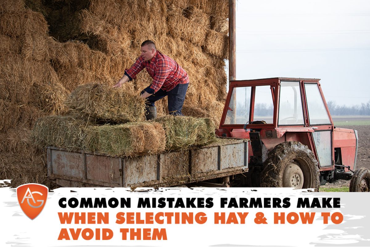 Selecting Hay