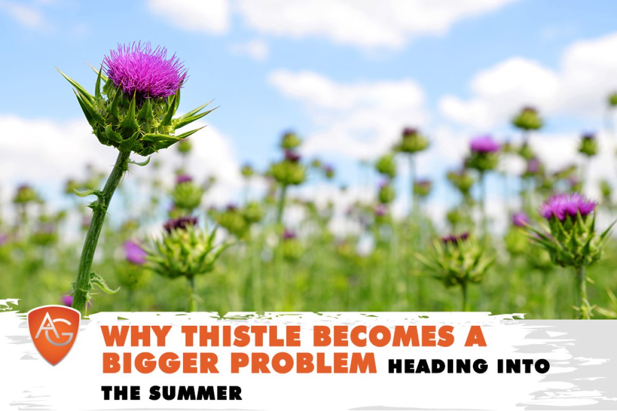 Thistle Problem